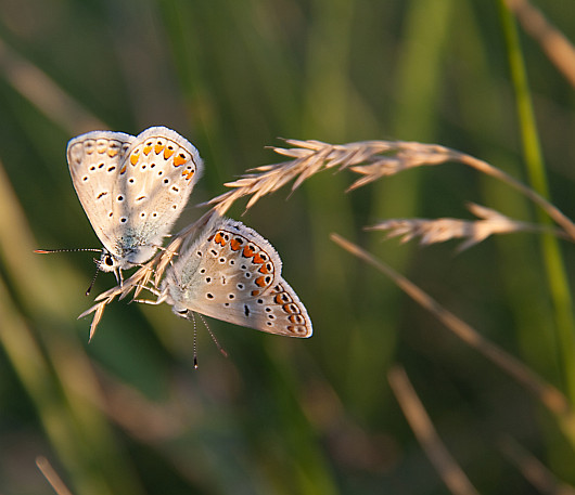 Modrásek obecný - Plebejus idas Modrásek obecný - Plebejus idas