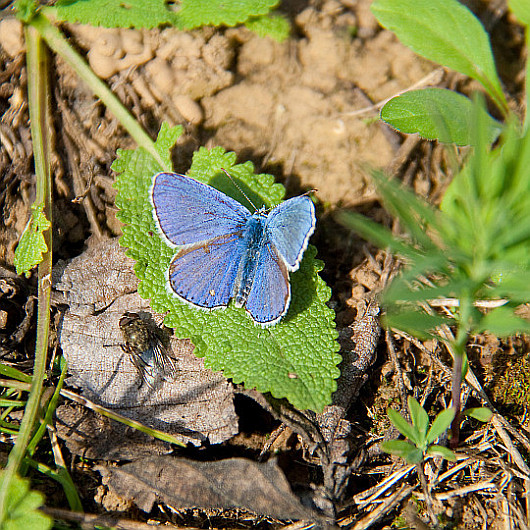 Modrásek jetelový (Polyommatus bellargus), samec Modrásek jetelový (Polyommatus bellargus), samec