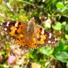 Babočka bodláková (Vanessa cardui)