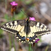 Otakárek fenyklový (Papilion machaon)