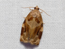 Obaľovač drevinový - Archips xylosteana