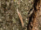 člunkovec - Ypsolopha mucronella