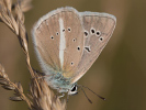 Modrásek ligrusový - Polyommatus damon