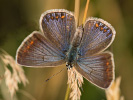 Modrásek jehlicový - Polyommatus icarus
