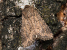Sivkavec hlinožltý - Luperina testacea