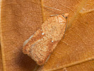 Obaľovač brezový - Acleris ferrugana