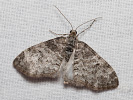 Šedokřídlec osikový - Lobophora halterata