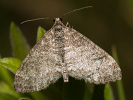Šedokřídlec osikový - Lobophora halterata
