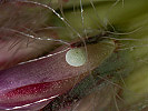 Modrásek lesní - Cyaniris semiargus