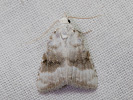 Drobnička biela - Meganola albula