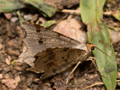 Kropenatec dubový - Macaria alternata