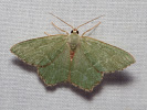 Zelenopláštník trnkový - Hemithea aestivaria