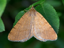 Listnatka brusnicová - Macaria brunneata