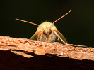 Zeleněnka buková - Pseudoips prasinana
