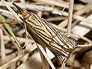 Trávovec mriežkovaný - Chrysocrambus craterellus