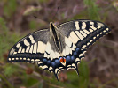 Vidlochvost feniklový - Papilio machaon