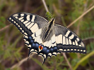 Vidlochvost feniklový - Papilio machaon
