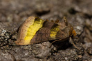 Kovolesklec šedivkový - Diachrysia chrysitis
