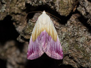 Světlopáska pcháčová - Eublemma purpurina