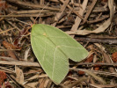 Zeleněnka dubová - Bena bicolorana
