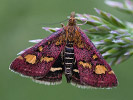 Zavíječ purpurový - Pyrausta purpuralis