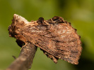 Hřbetozubec olšový - Ptilodon capucina