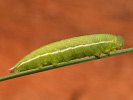 Očkáň pohánkový - Coenonympha pamphilus