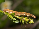 Osenice skvrnkatá - Paradiarsia glareosa