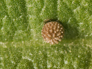Soumračník slézový - Carcharodus alceae