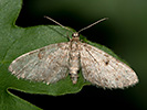 Kvetnatka smreková - Eupithecia indigata