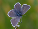 Modráčik čiernoobrúbený - Plebejus argus