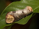 Vztyčnořitka lipová - Phalera bucephala