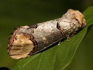 Vztyčnořitka lipová - Phalera bucephala