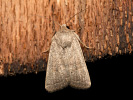 Blýskavka pampelišková - Hoplodrina blanda