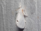 Bekyně pižmová - Euproctis similis