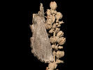 Chochlatka dvojzúbková - Pterostoma palpinum