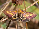 Vijačka purpurová - Pyrausta purpuralis