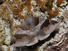 Hnědopáska temnopásá - Dysgonia algira