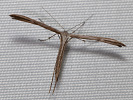 Pernatuška svlačcová - Emmelina monodactyla