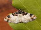 Piadivka bučinová - Catarhoe cuculata