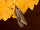 Šedivěnka podzimní - Diurnea lipsiella