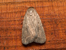 Sivkavec šedohnedý - Athetis gluteosa