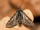 Piadivka smrekovcová - Lycia isabellae