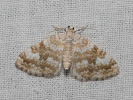 Semenovka žltopásavá - Perizoma flavofasciata