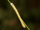 Drsnokřídlec březový - Biston betularia