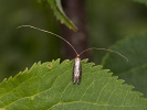 Adéla borůvková - Nematopogon robertella