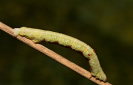 Kôrovka palinová - Ascotis selenaria