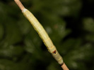 Kôrovka palinová - Ascotis selenaria
