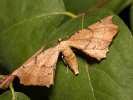 Listnatka bršlenová - Artiora evonymaria