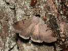 Hnědopáska vikvicová - Lygephila craccae